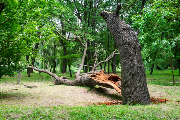 Best Tree Removal  in Ave Maria, FL